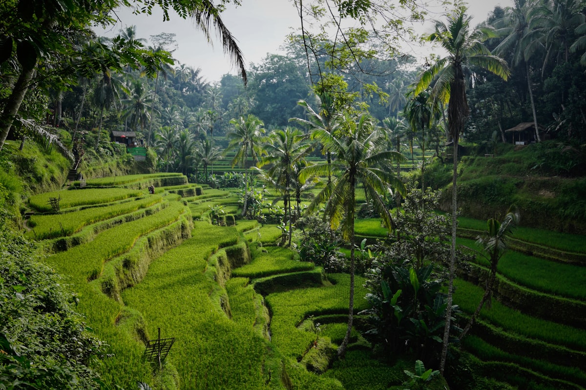 Ubud Jungle Hotel
